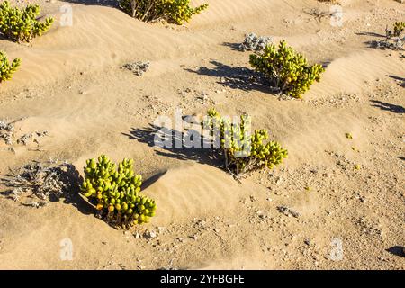 Piccole piante di una succulenta e spessa, Augea capensis, che catturano sabbia soffiata dal vento formando piccole dune, nello Sperrgebiet della Namibia Foto Stock