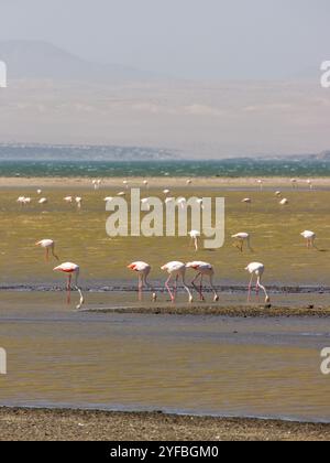 Uno stormo di fenicotteri più grandi occupati a nutrirsi in uno stagno salato poco profondo sulla penisola dello Lüderitz in Namibia Foto Stock