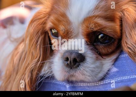 Blenheim, re Charles Cavalier Spaniel. Foto Stock