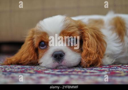 Blenheim King Charles Cavalier cucciolo steso su un tappeto. Foto Stock