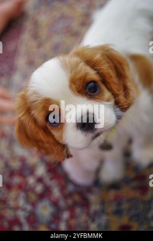 Blenheim King Charles Cavalier Puppy che guarda verso l'alto. Foto Stock