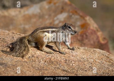 Scoiattolo barbario (Atlantoxerus getulus) con vista laterale su una roccia Foto Stock