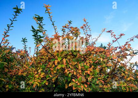 Nespola Mespilus germanica, Physic Garden, Cowbridge, Vale of Glamorgan, South Wales, Regno Unito. Foto Stock