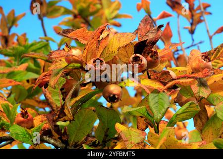 Nespola Mespilus germanica, Physic Garden, Cowbridge, Vale of Glamorgan, South Wales, Regno Unito. Foto Stock