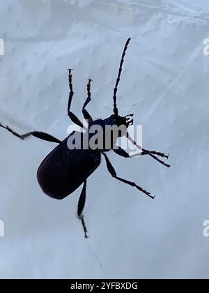 Coleottero viola (Callidium violaceum) Foto Stock