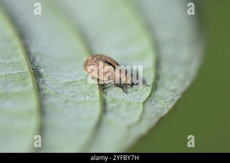 Foglia di noce Weevil (Strophosoma melanogrammum) Foto Stock