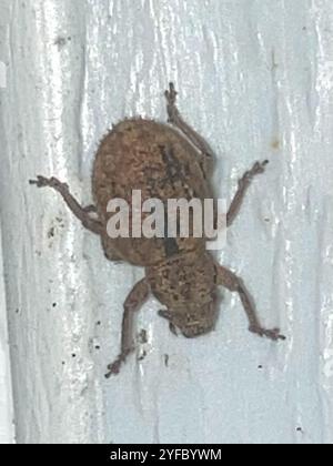 Foglia di noce Weevil (Strophosoma melanogrammum) Foto Stock