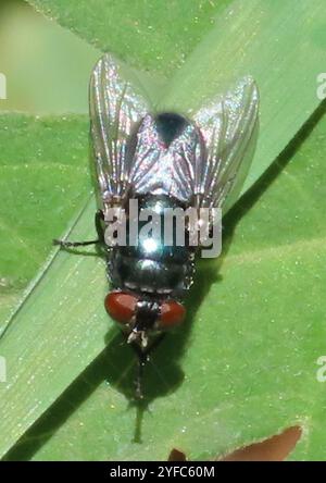 Black Blow Fly (Phormia regina) Foto Stock