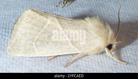American Dun-bar Moth (Cosmia calami) Foto Stock