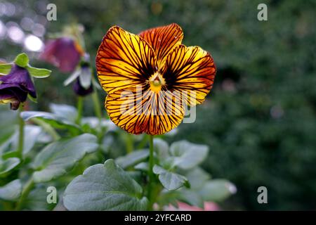 Singolo fiore solitario giallo Viola Cornuta "Tiger Eye" in mostra in un giardino di campagna inglese, Lancashire, Inghilterra, Regno Unito Foto Stock