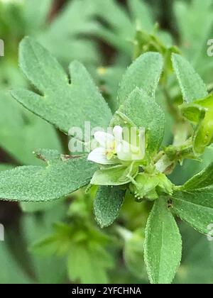 Texas Geranium (Geranium texanum) Foto Stock