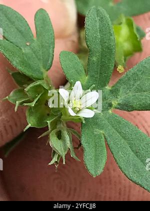 Texas Geranium (Geranium texanum) Foto Stock