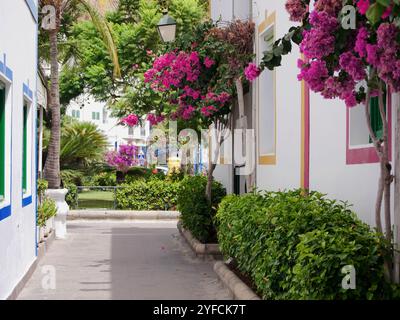Strade accoglienti di Puerto de Mogan, Gran Canaria con alberi di Bougainvillea fioriti. Viaggio tutto l'anno nei paesi caldi. Turismo di massa Foto Stock