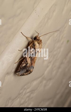 Falena verme orientale (Spodoptera litura) Foto Stock