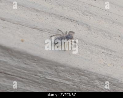 Ragno saltellante con mascelle bianche (Hentzia mitrata) Foto Stock