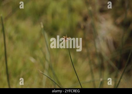 Bulrush americano a tre quadrati (Schoenoplectus americanus) Foto Stock