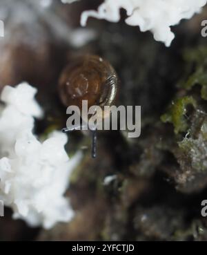 Lumaca lucida rapida (Zonitoides arboreus) Foto Stock