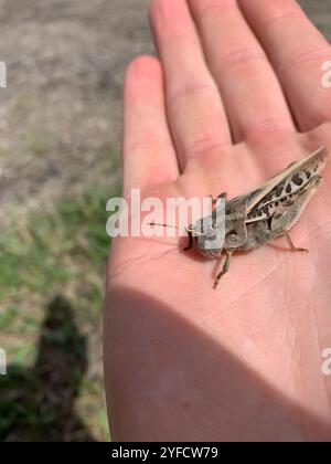 Grasshopper con ali di corallo (Pardalophora apiculata) Foto Stock