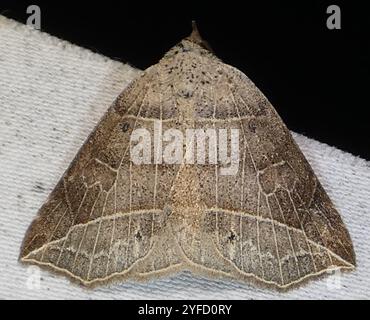 Owlet con rivestimento sottile (Isogona tenuis) Foto Stock