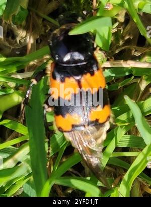 Vespillo Beetle seppellente (Nicrophorus vespillo) Foto Stock