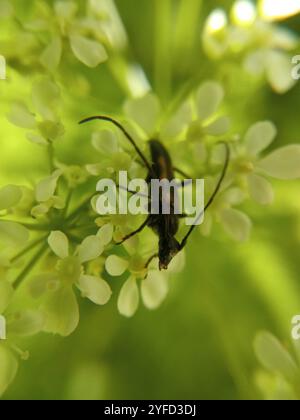 Scarabeo longhorn a sei macchie (Anoplodera sexguttata) Foto Stock