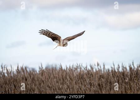 Vista ravvicinata di un Harrier settentrionale (Circo ciano). Hen Harrier o Northern Harrier è un falco ad ala lunga e coda lunga di praterie aperte e paludi. Foto Stock