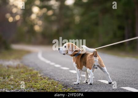 Primo piano di un beagle tricolore in piedi sulla strada forestale. Cane beagle tricolore in piedi sulla strada forestale. Ritratto di un cane beagle. Foto all'aperto. Foto Stock