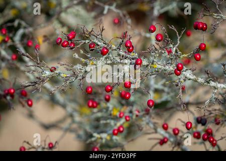 Sfondo autunnale, bacche bianche svedesi mature. I frutti del bianco svedese appeso sui rami degli alberi in autunno. Foto Stock