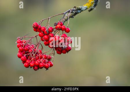 I frutti della cenere di montagna appesi in ammassi sui rami degli alberi in autunno. Sfondo autunnale, ammassi di bacche mature di rowan. Foto Stock