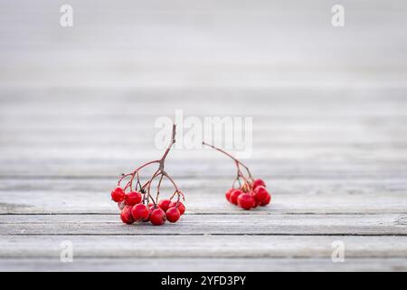Un gruppo di bacche di rowan su un sentiero escursionistico in legno. Sfondo autunnale con un mucchio di frutti di bosco su un sentiero escursionistico in legno. Foto Stock