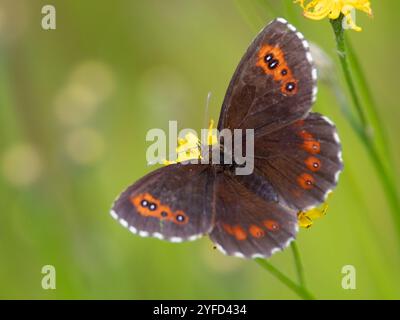 Arran marrone Foto Stock