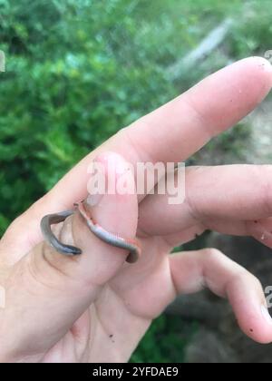 Serpente a testa piatta (Tantilla gracilis) Foto Stock