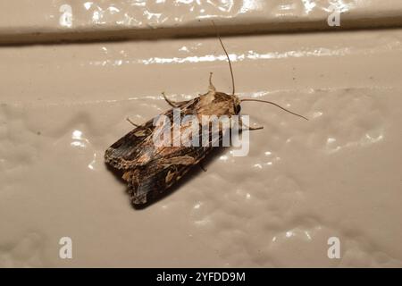 Falena verme orientale (Spodoptera litura) Foto Stock