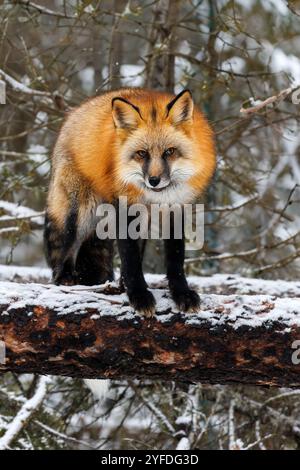 La volpe rossa è la più grande delle vere volpi e una delle più diffuse in tutto l'emisfero settentrionale. Foto Stock