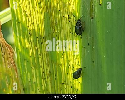 Coleottero delle pulci dell'Iris (Aphthona nonstriata) Foto Stock