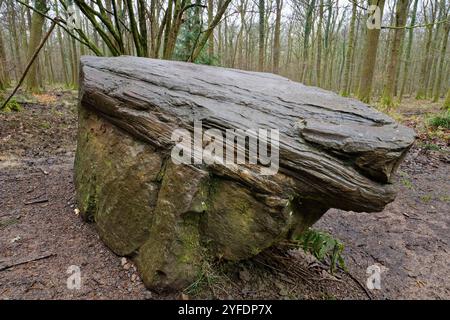 Frammento di albero pietrificato di 300 milioni di anni sulla Forest of Dean Sculpture Trail, Gloucestershire, Regno Unito, febbraio 2024. Foto Stock