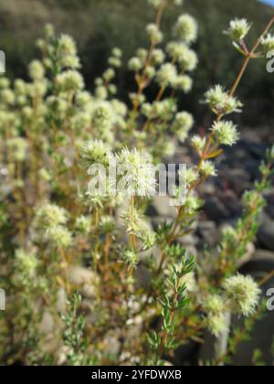 Legno spagnolo maggiorana (Thymus mastichina) Foto Stock