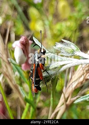 Sgombero delle fiamme (Pyropteron chrysidiforme) Foto Stock