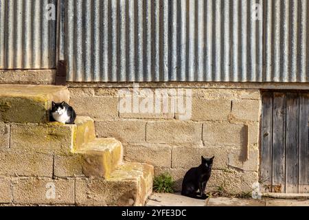 Due gatti al sole, a Ferragudo, sulla costa portoghese Foto Stock