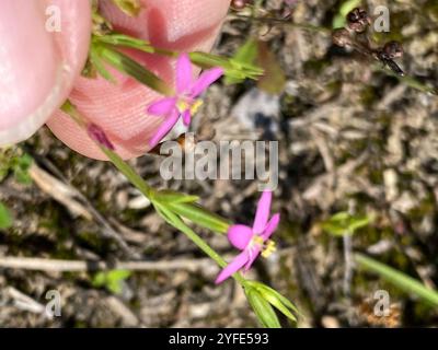 Centauria sottile (Centaurium tenuiflorum) Foto Stock