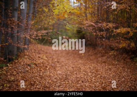 Autunno in una foresta di faggi. Le foglie di faggio autunnali decorano uno splendido sfondo bokeh naturale con terreno bokeh. Un viaggio attraverso la foresta. Foto Stock