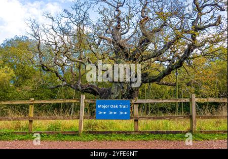 La Major Oak, una grande quercia inglese vicino al villaggio di Edwinstowe nel mezzo della foresta di Sherwood, Nottinghamshire, Inghilterra, Regno Unito Foto Stock