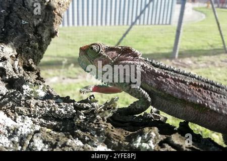 Knysna camaleonte nano (Bradypodion damaranum) Foto Stock