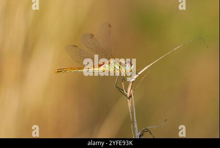 Viola dropwing (Trithemis anulata) ragazza libellula poggiante su un bastone, vicino a stagno d'acqua. Foto Stock