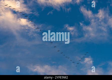 Uccelli volanti con gru contro il cielo blu. Regione di Warmia e Masuria. Foto Stock