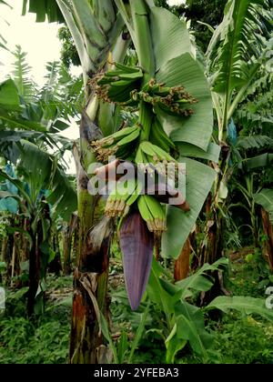 Bocciolo maschio di banana e fiori femminili con piccoli frutti verdi in crescita nella piantagione di banane. Primo piano su una lunga infiorescenza a banana Foto Stock