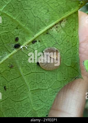 Semi-Slug iridescente (Ubiquitarion iridis) Foto Stock