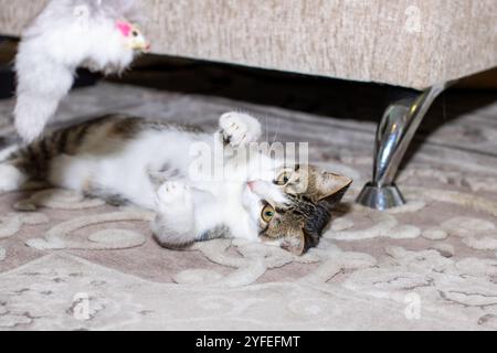 Un gatto vivace sta giocherellando con un soffice giocattolo di piume su un comodo divano, mostrando le sue giocose buffonate e curiosità Foto Stock