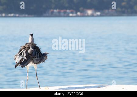 Airone grigio (Ardea cinerea jouyi) sul mare blu. Airone grigio che guarda a sinistra della cornice. Idea del birdwatching. Foto di vita selvaggia. Copia spazio Foto Stock