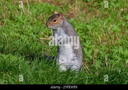 Londra, Regno Unito. 4 novembre 2024. Uno scoiattolo grigio sorge su un'erba verde in un parco. Credito: Vuk Valcic/Alamy Foto Stock